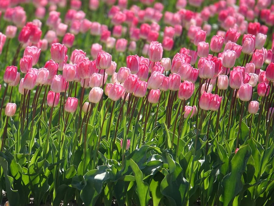 Hoa Tulip - Biểu tượng rực rỡ của Hà Lan