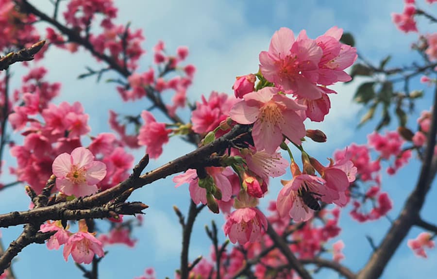 Hoa anh đào - Những loài hoa đẹp nhất thế giới