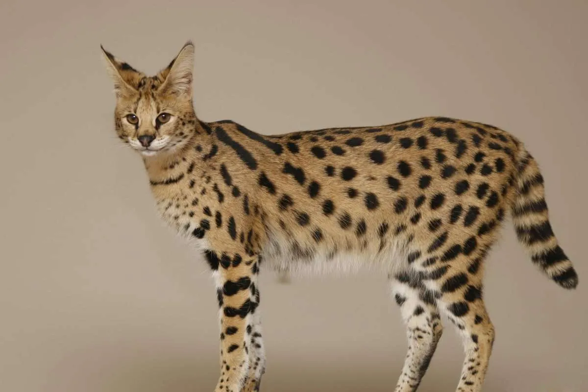 Mèo Savannah