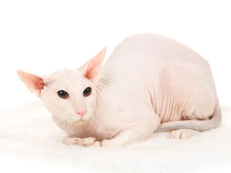 Mèo Peterbald