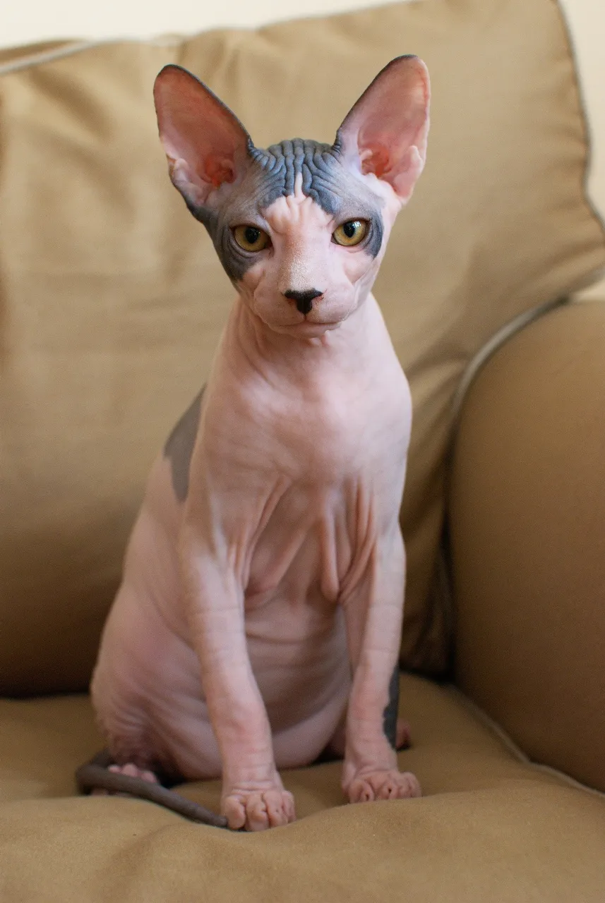 Mèo Sphynx