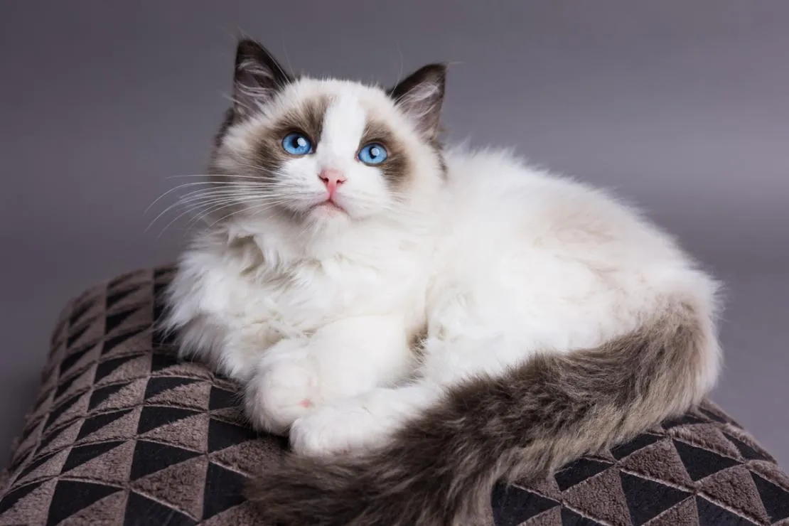 Mèo Ragdoll