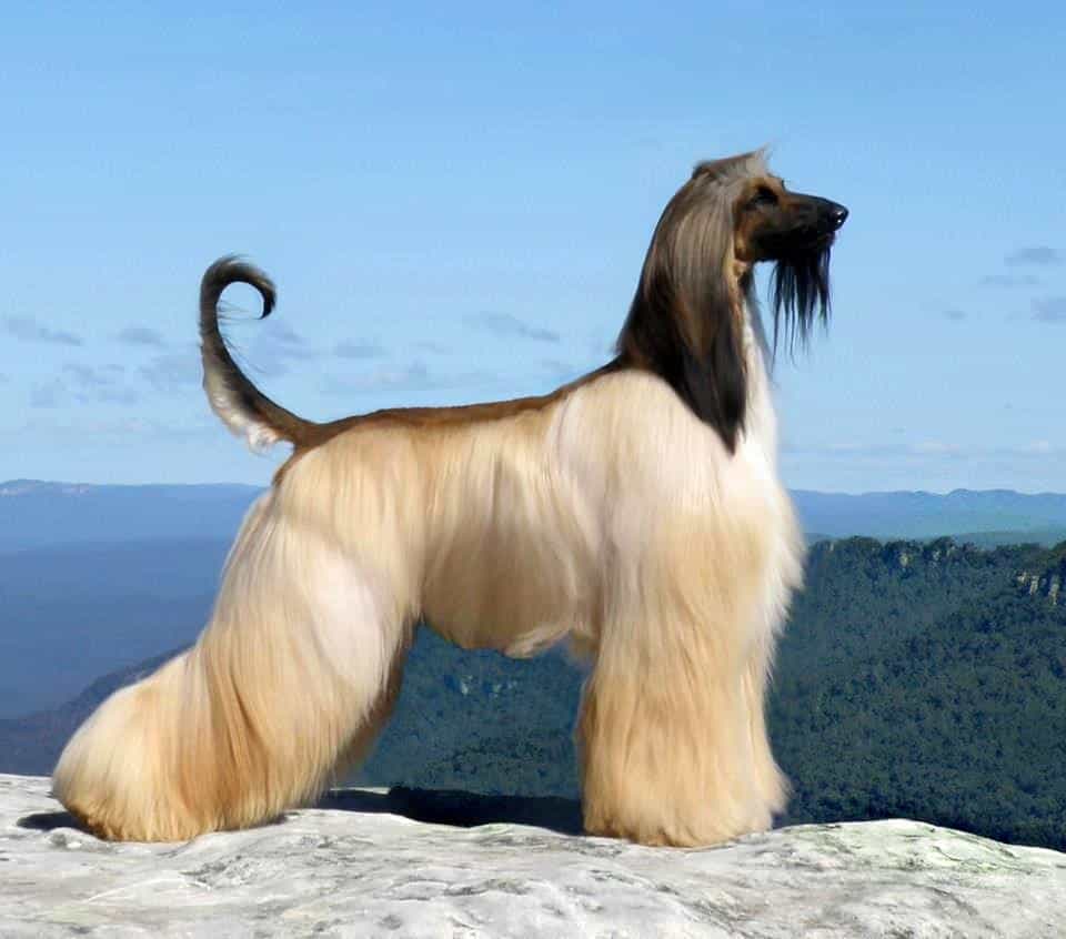 Chó Afghan Hound