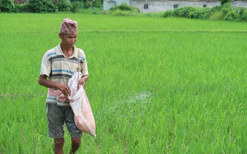 Những lưu ý khi bón đạm cho lúa